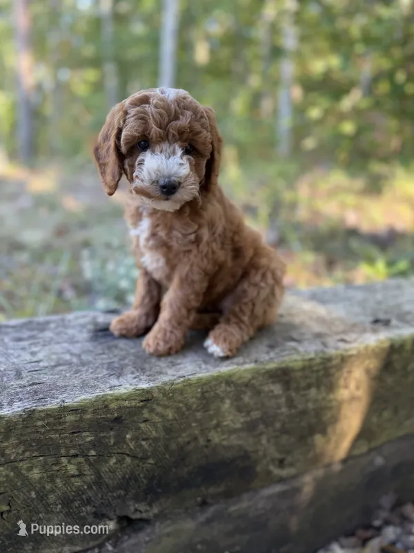 Maisie  – Cockapoo puppy for sale in Clarkrange, TN