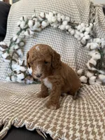 Hank, a male Cockapoo for sale in Clarkrange, TN – 8 of 9