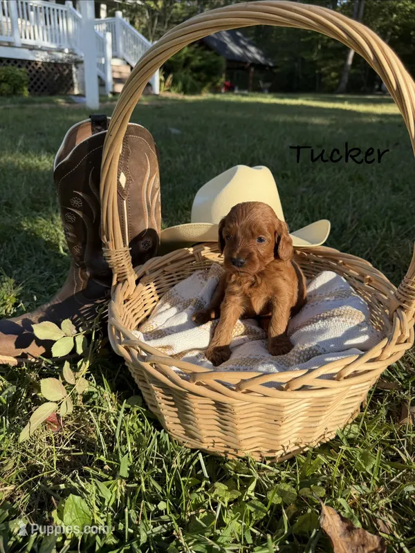 Tucker – Cockapoo puppy for sale in Clarkrange, TN