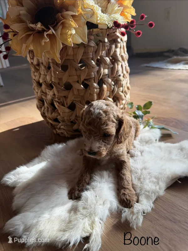 Boone  – Cockapoo puppy for sale in Clarkrange, TN