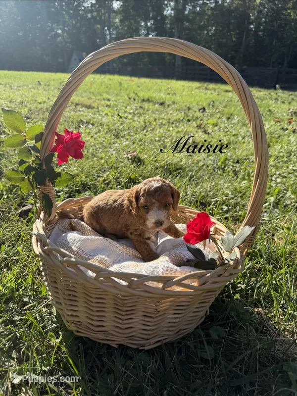 Maisie  – Cockapoo puppy for sale in Clarkrange, TN