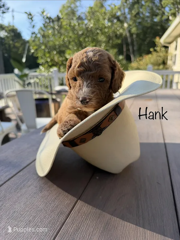 Hank – Cockapoo puppy for sale in Clarkrange, TN