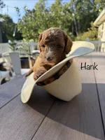 Hank, a male Cockapoo for sale in Clarkrange, TN – 3 of 9