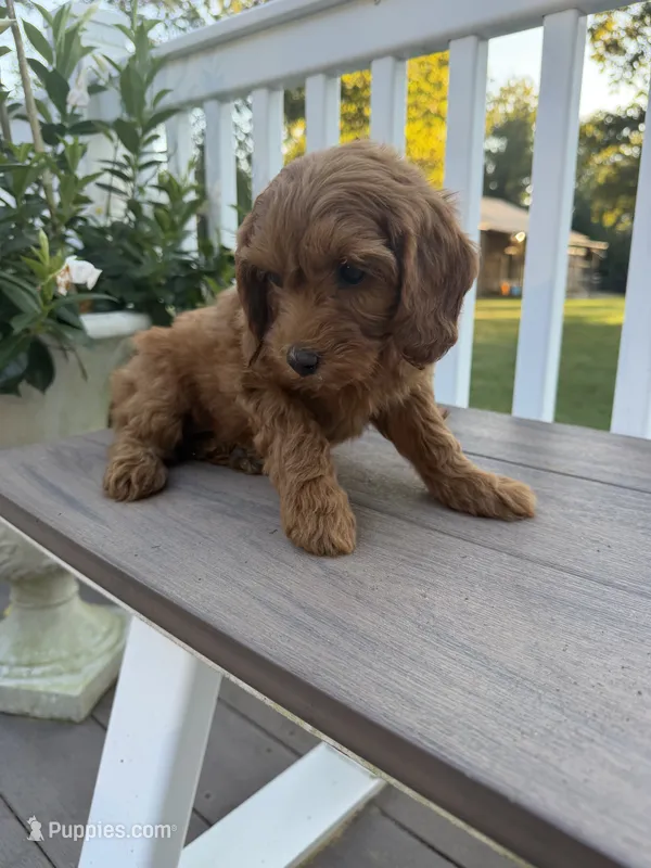 Millie – Cockapoo puppy for sale in Clarkrange, TN