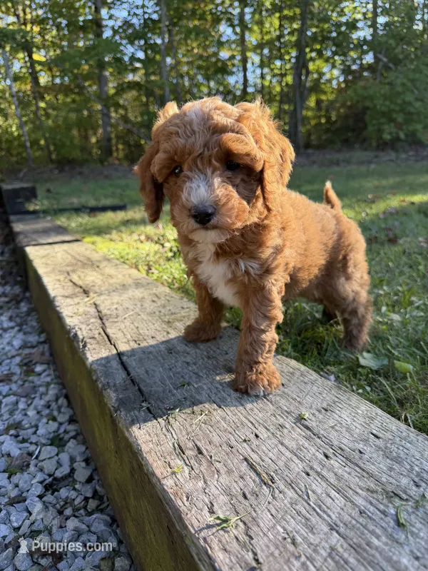 Hank – Cockapoo puppy for sale in Clarkrange, TN
