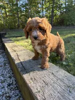 Hank, a male Cockapoo for sale in Clarkrange, TN – 1 of 9
