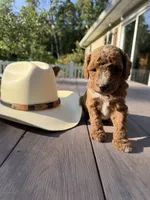 Hank, a male Cockapoo for sale in Clarkrange, TN – 6 of 9