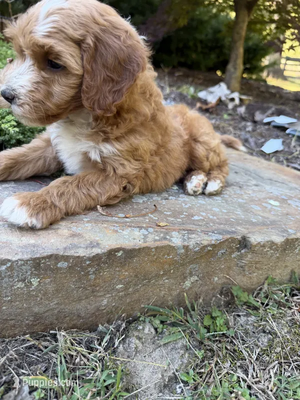 Gus  – Cockapoo puppy for sale in Clarkrange, TN