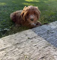 Hank, a male Cockapoo for sale in Clarkrange, TN – 2 of 9