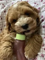 Valentina ( Ready today!), a female Cockapoo for sale in Barnett, MO – Photo 6 of 7