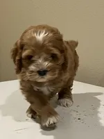 Valentina ( Ready today!), a female Cockapoo for sale in Barnett, MO – Photo 2 of 7