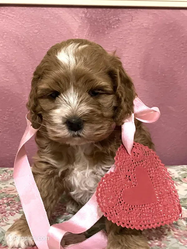 Valentina – Cockapoo puppy for sale in Barnett, MO