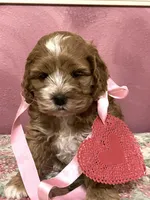 Valentina, a female Cockapoo for sale in Barnett, MO – Photo 1 of 3