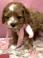 Valentina, a female Cockapoo for sale in Barnett, MO – Photo 2 of 3
