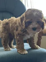 Valentina ( Ready today!), a female Cockapoo for sale in Barnett, MO – Photo 5 of 7