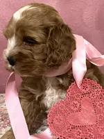 Valentina, a female Cockapoo for sale in Barnett, MO – Photo 3 of 3