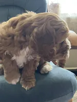 Valentina ( Ready today!), a female Cockapoo for sale in Barnett, MO – Photo 7 of 7