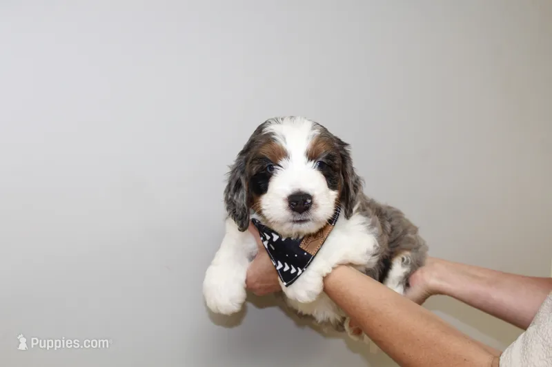 Genetically clear Bruno! – Miniature Bernedoodle puppy for sale in Cable, OH