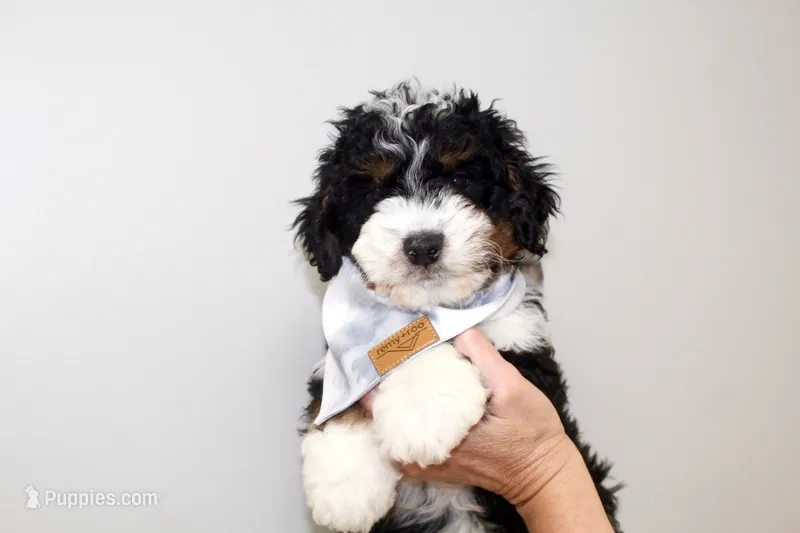 Genetically clear Oliver! – Miniature Bernedoodle puppy for sale in Cable, OH