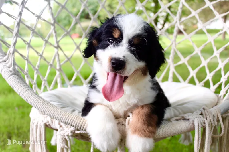 100% clear Zeus! – Miniature Bernedoodle puppy for sale in Cable, OH
