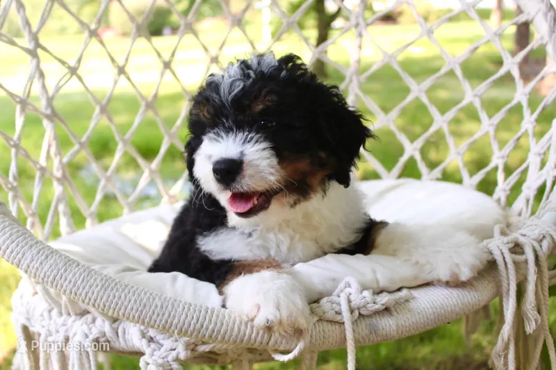 100% clear Oliver! – Miniature Bernedoodle puppy for sale in Cable, OH