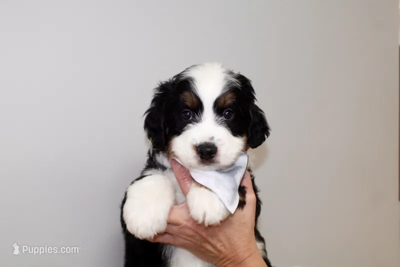 Genetically clear Zeus! – Miniature Bernedoodle puppy for sale in Cable, OH