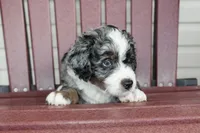 Axel, a male Miniature Bernedoodle for sale in Cable, OH – 2 of 2
