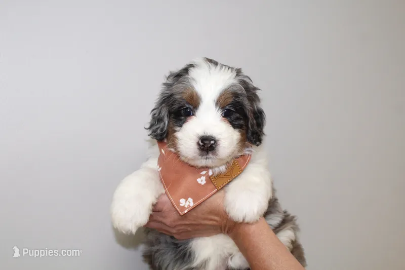 Genetically clear Poppy! – Miniature Bernedoodle puppy for sale in Cable, OH