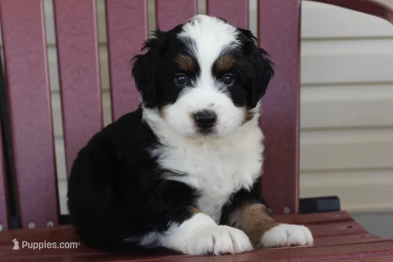 Zeus – Miniature Bernedoodle puppy for sale in Cable, OH