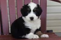 Zeus, a male Miniature Bernedoodle for sale in Cable, OH – 1 of 3