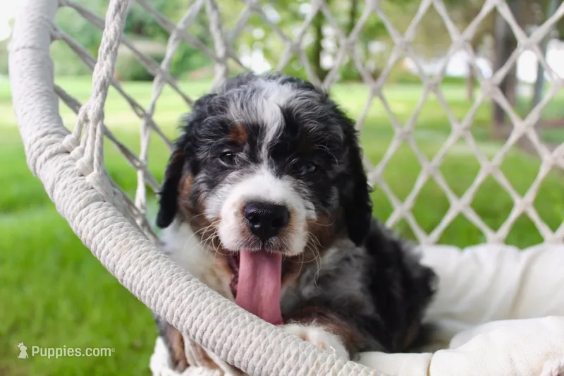 100% clear Axel! – Miniature Bernedoodle puppy for sale in Cable, OH