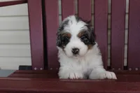 Poppy, a female Miniature Bernedoodle for sale in Cable, OH – 3 of 3