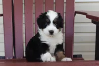 Zeus, a male Miniature Bernedoodle for sale in Cable, OH – 3 of 3