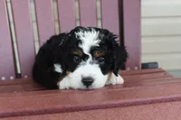 Alfie, a male Miniature Bernedoodle for sale in Cable, OH – 3 of 3