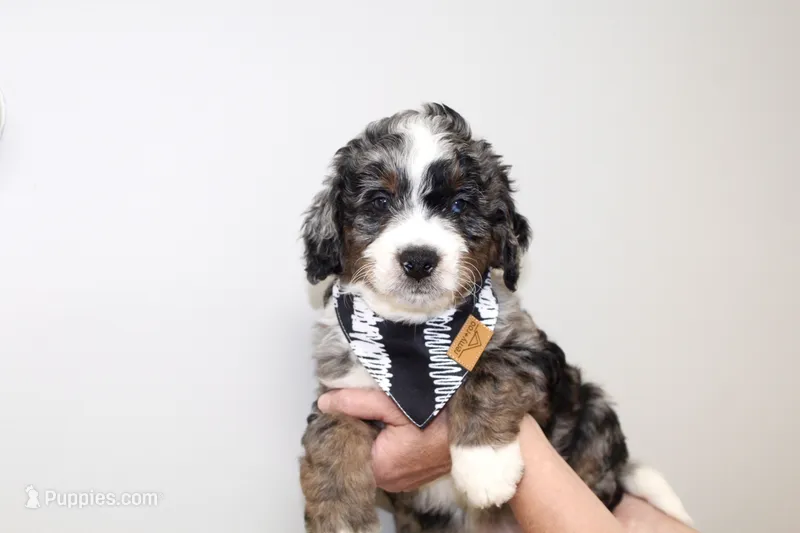 Genetically clear Axel! – Miniature Bernedoodle puppy for sale in Cable, OH