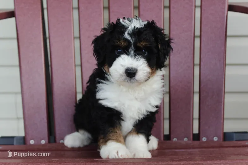 Oliver – Miniature Bernedoodle puppy for sale in Cable, OH