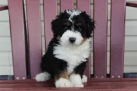 Oliver, a male Miniature Bernedoodle for sale in Cable, OH – 1 of 1