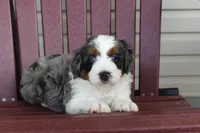 Bruno, a male Miniature Bernedoodle for sale in Cable, OH – 2 of 2