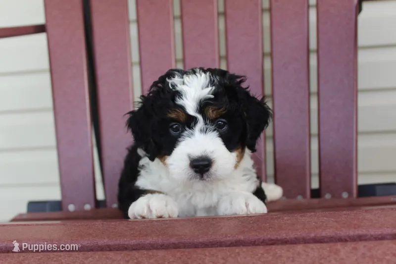 Alfie – Miniature Bernedoodle puppy for sale in Cable, OH
