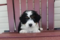 Alfie, a male Miniature Bernedoodle for sale in Cable, OH – 1 of 3