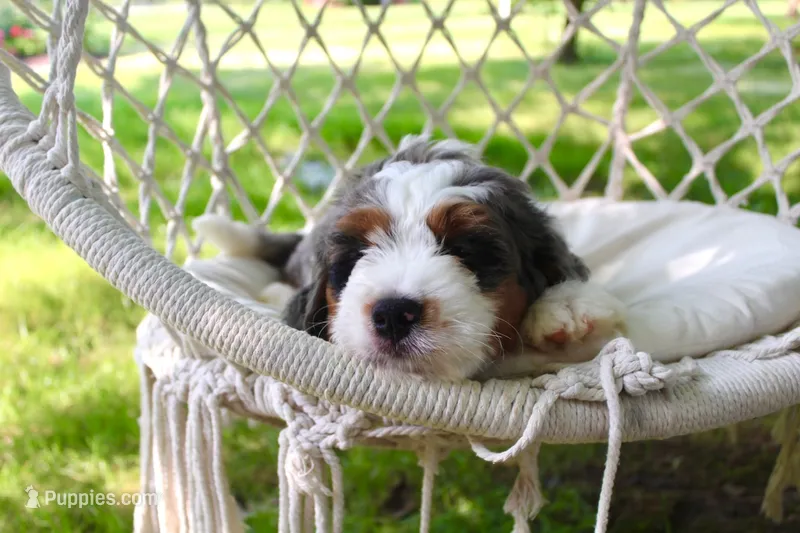100% clear Bruno! – Miniature Bernedoodle puppy for sale in Cable, OH