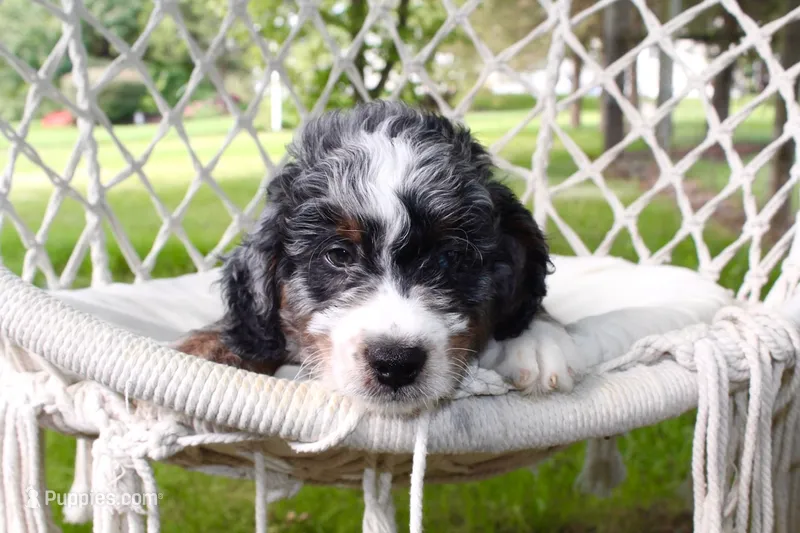 100% clear Axel! – Miniature Bernedoodle puppy for sale in Cable, OH
