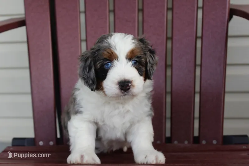 Bruno – Miniature Bernedoodle puppy for sale in Cable, OH