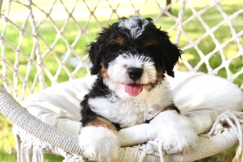 100% clear Oliver! – Miniature Bernedoodle puppy for sale in Cable, OH