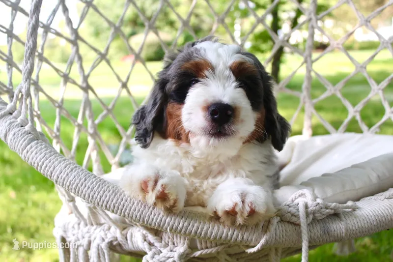 100% clear Bruno! – Miniature Bernedoodle puppy for sale in Cable, OH
