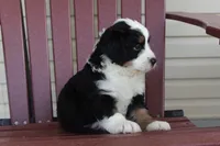 Zeus, a male Miniature Bernedoodle for sale in Cable, OH – 2 of 3