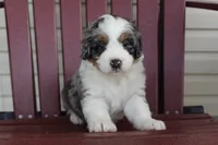 Poppy, a female Miniature Bernedoodle for sale in Cable, OH – 1 of 3