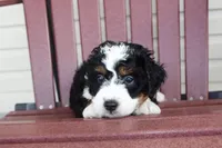 Alfie, a male Miniature Bernedoodle for sale in Cable, OH – 2 of 3