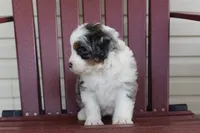 Poppy, a female Miniature Bernedoodle for sale in Cable, OH – 2 of 3
