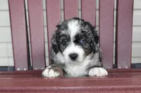 Axel, a male Miniature Bernedoodle for sale in Cable, OH – 1 of 2